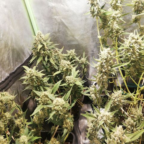 Gelato Auto #1 growlog timeline photo