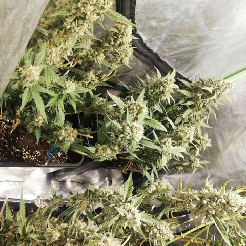Gelato Auto #1 growlog timeline photo