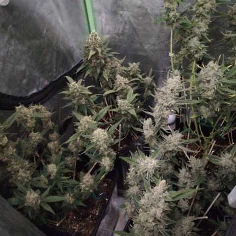 Gelato Auto #1 growlog timeline photo