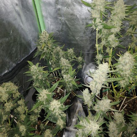 Gelato Auto #1 growlog timeline photo
