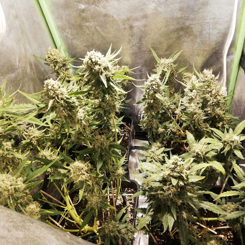 Gelato Auto #1 growlog timeline photo