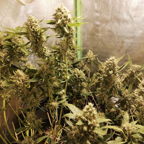Gelato Auto #1 growlog timeline photo