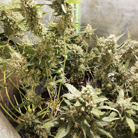 Gelato Auto #1 growlog timeline photo
