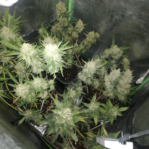Gelato Auto #1 growlog timeline photo