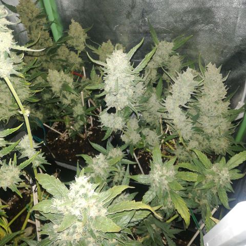 Gelato Auto #1 growlog timeline photo