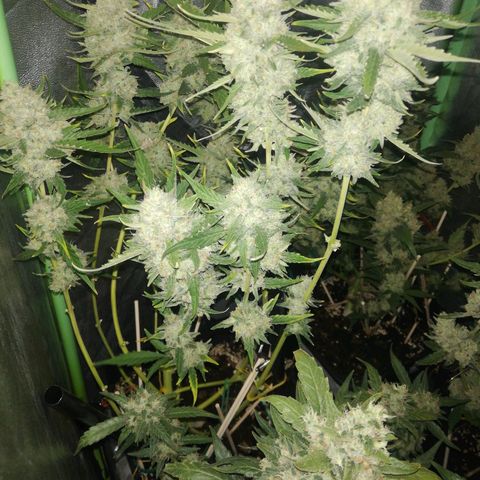 Gelato Auto #1 growlog timeline photo