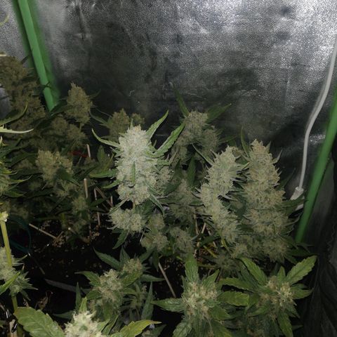Gelato Auto #1 growlog timeline photo