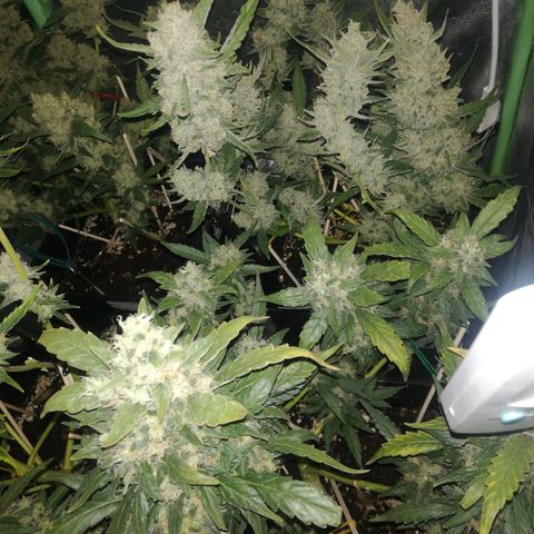 Gelato Auto #1 growlog timeline photo