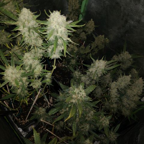 Gelato Auto #1 growlog timeline photo