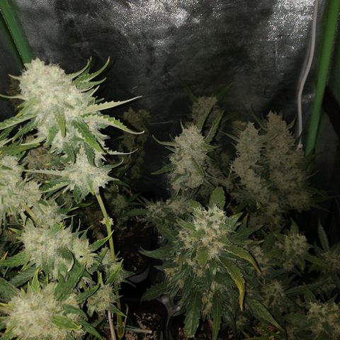 Gelato Auto #1 growlog timeline photo