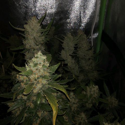Gelato Auto #1 growlog timeline photo
