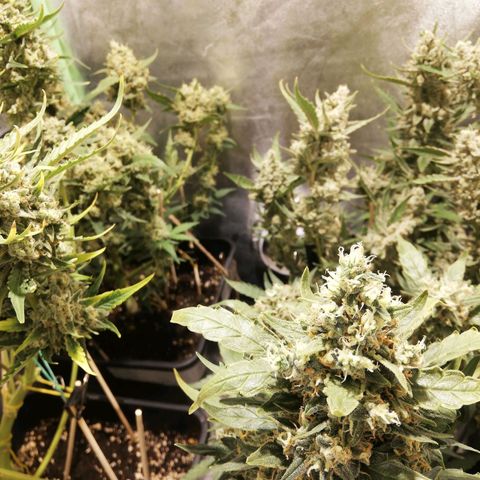 Gelato Auto #1 growlog timeline photo