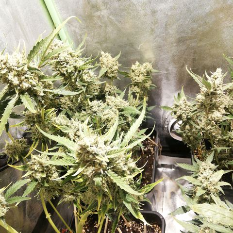 Gelato Auto #1 growlog timeline photo