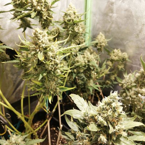 Gelato Auto #1 growlog timeline photo