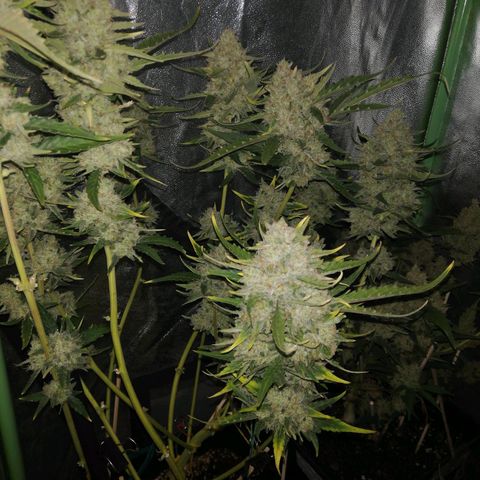 Gelato Auto #1 growlog timeline photo