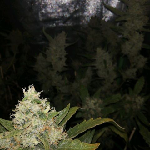 Gelato Auto #1 growlog timeline photo