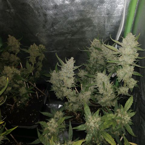 Gelato Auto #1 growlog timeline photo