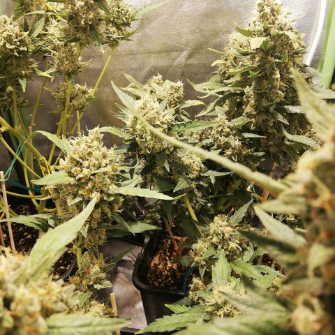 Gelato Auto #1 growlog timeline photo