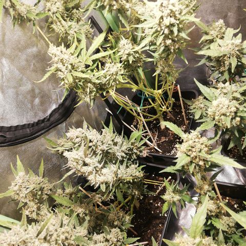 Gelato Auto #1 growlog timeline photo