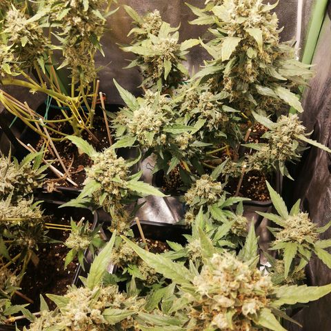 Gelato Auto #1 growlog timeline photo