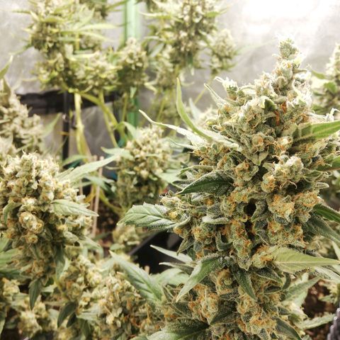 Gelato Auto #1 growlog timeline photo