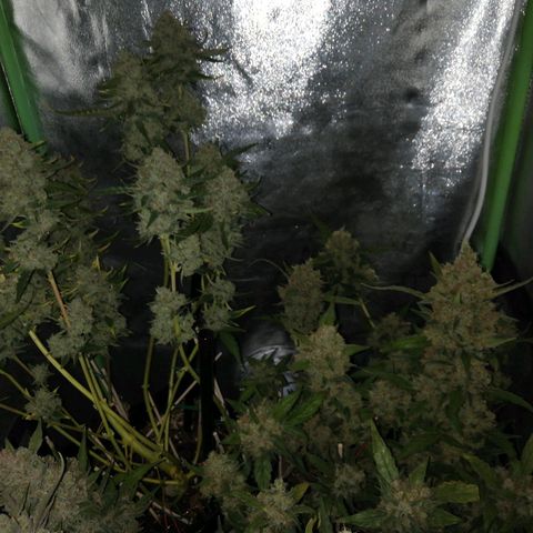 Gelato Auto #1 growlog timeline photo