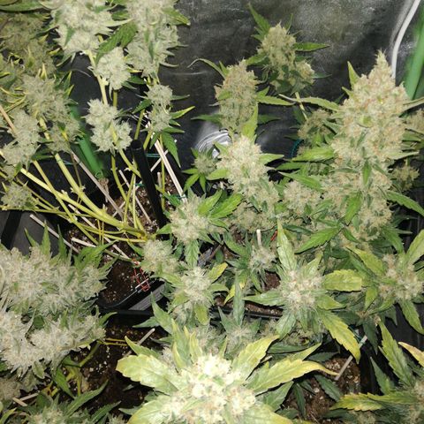 Gelato Auto #1 growlog timeline photo