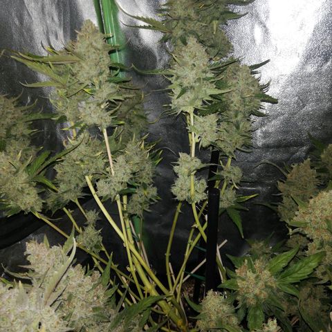 Gelato Auto #1 growlog timeline photo