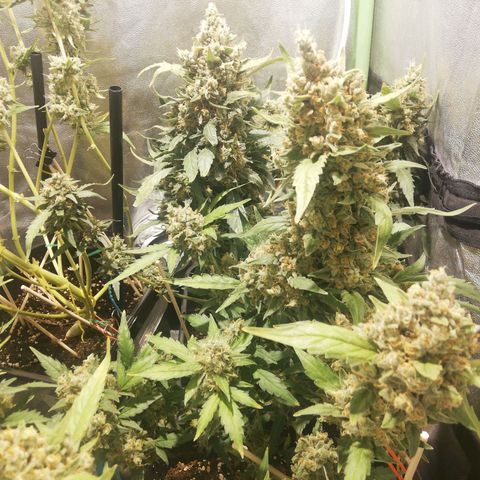 Gelato Auto #1 growlog timeline photo