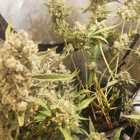 Gelato Auto #1 growlog timeline photo