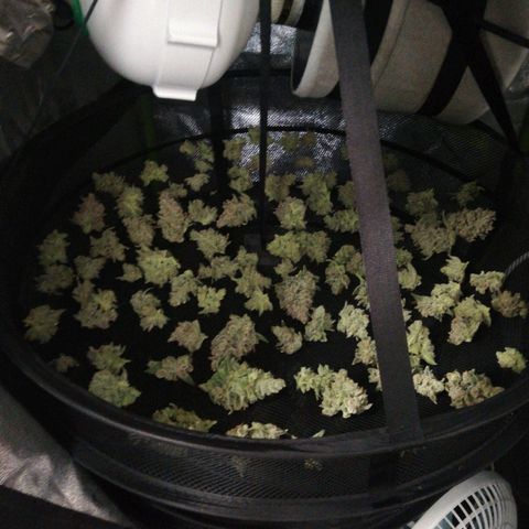 Gelato Auto #1 growlog timeline photo