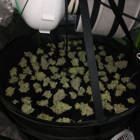 Gelato Auto #1 growlog timeline photo