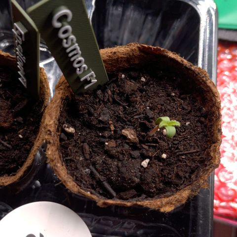 Cosmos growlog timeline photo