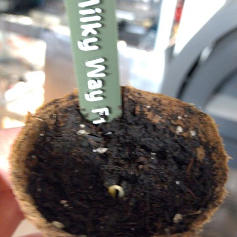 Milky Way growlog timeline photo