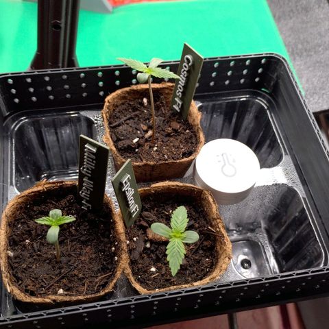 Epsilon growlog timeline photo