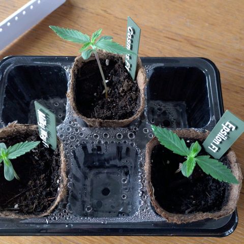 Epsilon growlog timeline photo