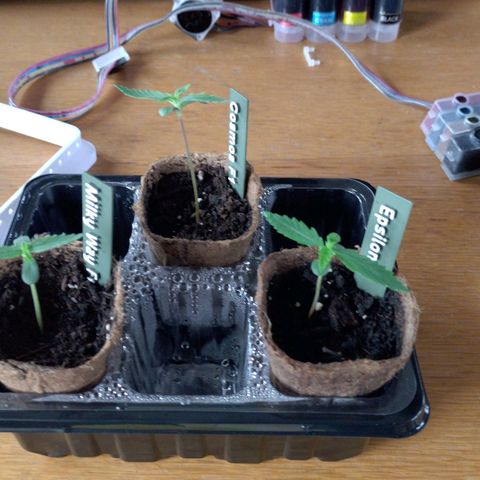 Epsilon growlog timeline photo