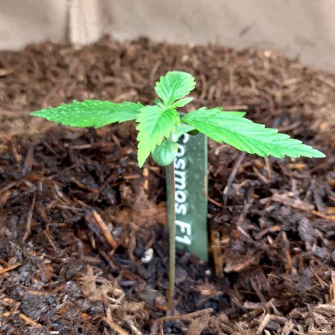 Cosmos growlog timeline photo