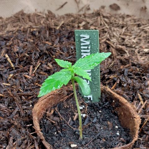 Milky Way growlog timeline photo