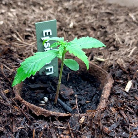 Epsilon growlog timeline photo