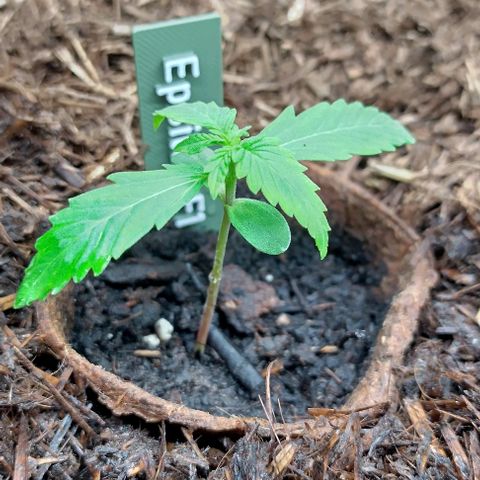 Epsilon growlog timeline photo