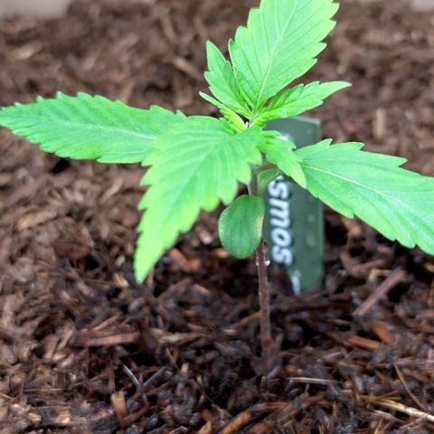Cosmos growlog timeline photo
