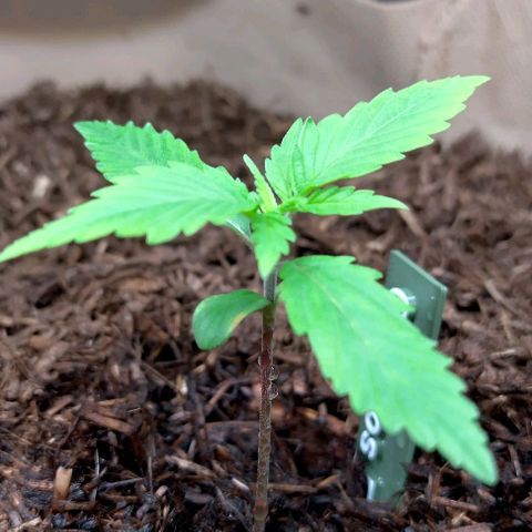 Cosmos growlog timeline photo