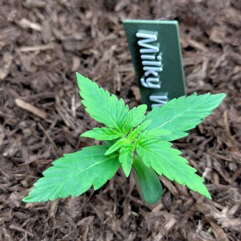 Milky Way growlog timeline photo