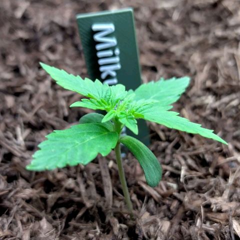Milky Way growlog timeline photo