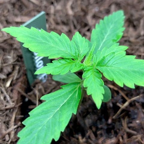 Epsilon growlog timeline photo