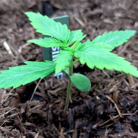 Epsilon growlog timeline photo