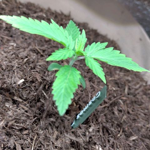 Cosmos growlog timeline photo