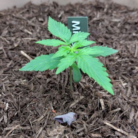 Milky Way growlog timeline photo