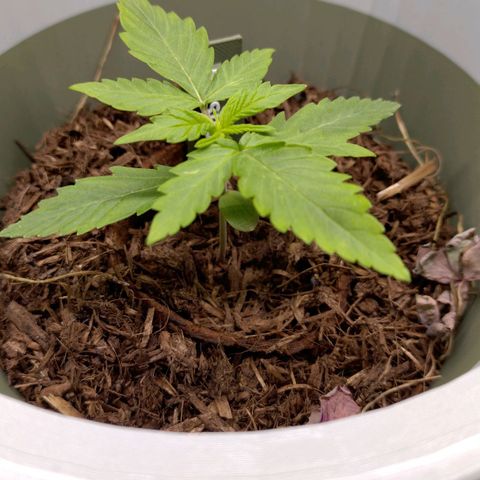Epsilon growlog timeline photo